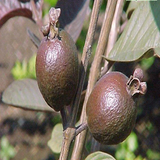 black guava3.png