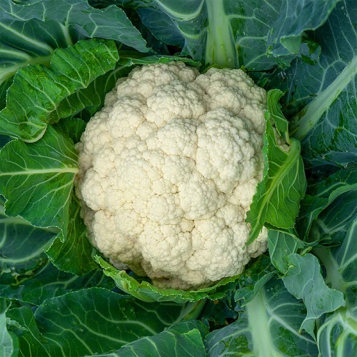cauliflower3.jpg