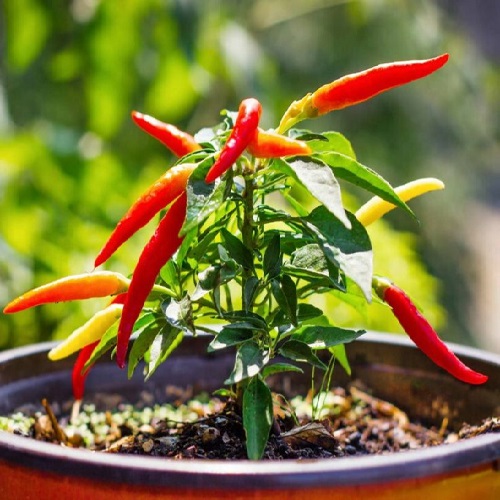 chilli pepper3.jpg