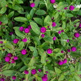Gomphrena3.png