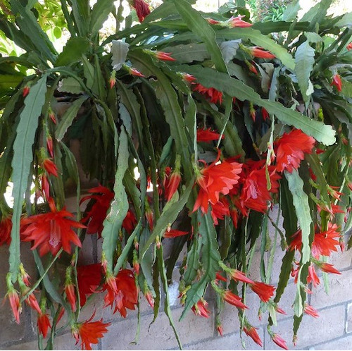 epiphyllum plant2.jpg