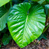 Philodendron3.png