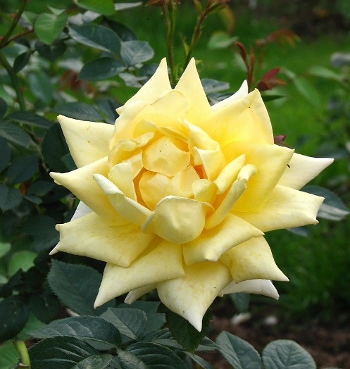 rose flower3.jpg