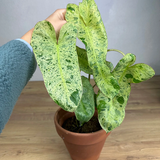 Philodendron long leaf3.png