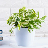 Pothos3.png