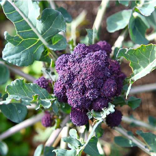 purple broccoli3.jpg