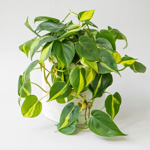 philodendron plant3.jpg