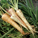 parsnip 3.png