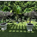 Landscape Design Wellington.png