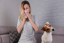 Fatigue And Pet Allergy Therapy.jpg