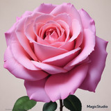 Red Rose Gül Resimi V290320260936 N15