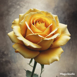 Red Rose Gül Resimi V290320260936 N29