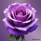 Red Rose Gül Resimi V290320260936 N69