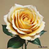 Red Rose Gül Resimi V290320260936 N31