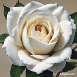 Red Rose Gül Resimi V290320260936 N79