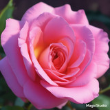 Red Rose Gül Resimi V290320260936 N17