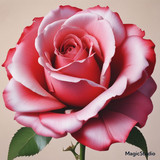 Red Rose Gül Resimi V290320260936 N6