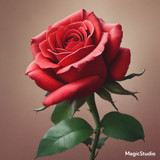 Red Rose Gül Resimi V290320260936 N4