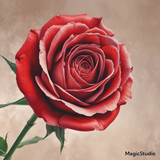 Red Rose Gül Resimi V290320260936 N5