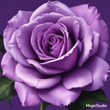 Red Rose Gül Resimi V290320260936 N71