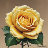 Red Rose Gül Resimi V290320260936 N33