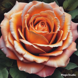 Red Rose Gül Resimi V290320260936 N47