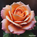 Red Rose Gül Resimi V290320260936 N48