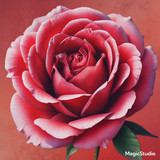 Red Rose Gül Resimi V290320260936 N9