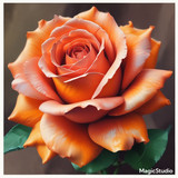 Red Rose Gül Resimi V290320260936 N49