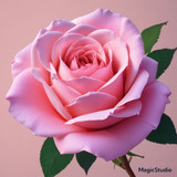 Red Rose Gül Resimi V290320260936 N21