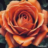 Red Rose Gül Resimi V290320260936 N50