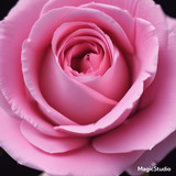 Red Rose Gül Resimi V290320260936 N23