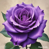 Red Rose Gül Resimi V290320260936 N73