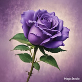 Red Rose Gül Resimi V290320260936 N74