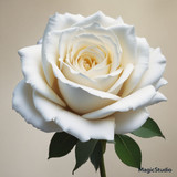 Red Rose Gül Resimi V290320260936 N87