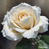 Red Rose Gül Resimi V290320260936 N86