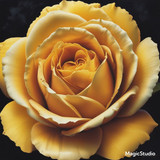 Red Rose Gül Resimi V290320260936 N35