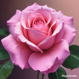 Red Rose Gül Resimi V290320260936 N22