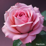 Red Rose Gül Resimi V290320260936 N28