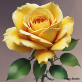 Red Rose Gül Resimi V290320260936 N38