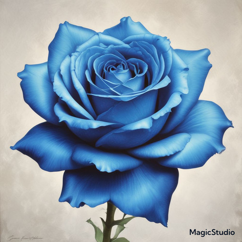 Red Rose Gül Resimi V290320260936 N64.jpg