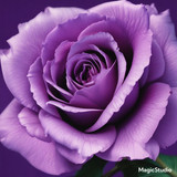 Red Rose Gül Resimi V290320260936 N76