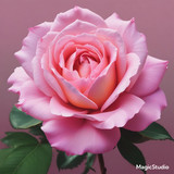 Red Rose Gül Resimi V290320260936 N26