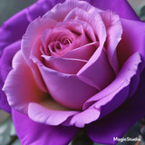 Red Rose Gül Resimi V290320260936 N77