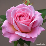 Red Rose Gül Resimi V290320260936 N18