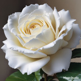 Red Rose Gül Resimi V290320260936 N88