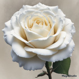 Red Rose Gül Resimi V290320260936 N94