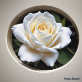 Red Rose Gül Resimi V290320260936 N92