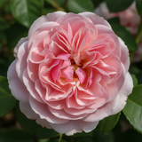 deepimg 1774771867441