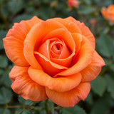 Gül Resimi V290320261036 N7